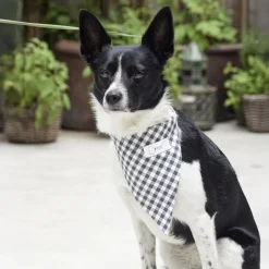 Accessori per cani
