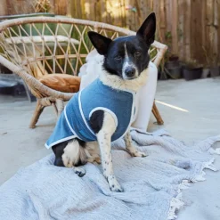 Accessori per cani