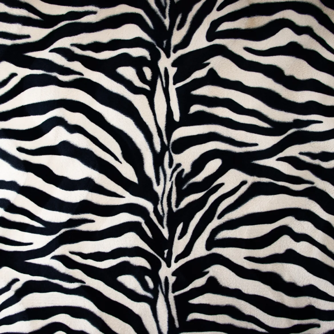 CAVALLINO TIGRE
